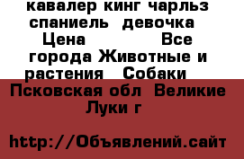  кавалер кинг чарльз спаниель -девочка › Цена ­ 45 000 - Все города Животные и растения » Собаки   . Псковская обл.,Великие Луки г.